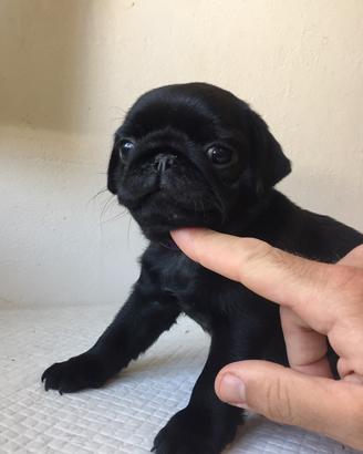 Carlino