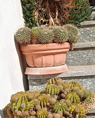 Piante grasse