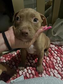 Pitbull