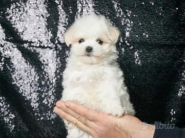 Cucciolo maschio di Maltese