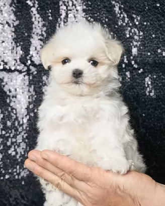 Cucciolo maschio di Maltese