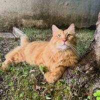 Ho 8 anni, sono sterilizzato