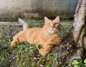 Ho 8 anni, sono sterilizzato