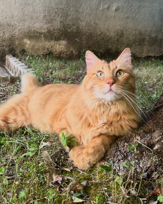 Ho 8 anni, sono sterilizzato