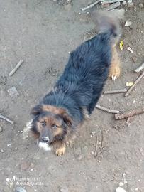 Cane di grossa taglia