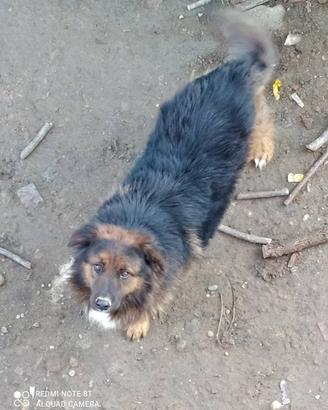 Cane di grossa taglia