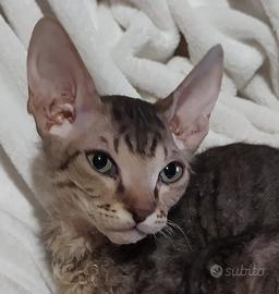 Gattino don sphynx tigrato( consegna)