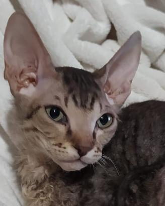 Gattino don sphynx tigrato( consegna)