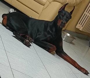 Dobermann