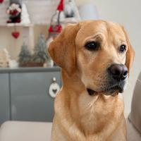 Labrador monta