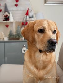 Labrador monta