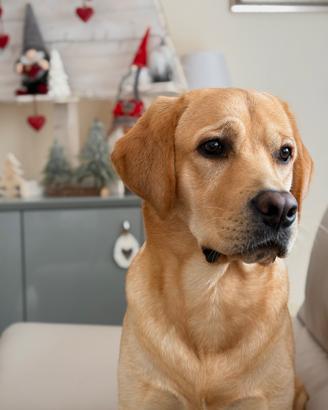 Labrador monta