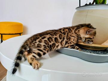 Gatto del bengala cuccioli