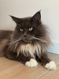 Blu solido per monta MC