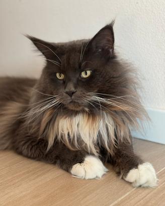 Blu solido per monta MC