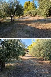 Terreno agricolo 5000 mq con Uliveto e Fabbricato