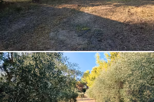 Terreno agricolo 5000 mq con Uliveto e Fabbricato