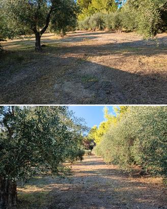 Terreno agricolo 5000 mq con Uliveto e Fabbricato