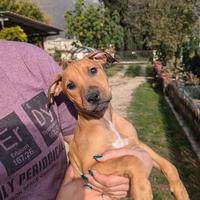 Cucciola Pit Bull ADBA