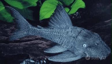 Panaque ed placostomus