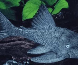 Panaque ed placostomus