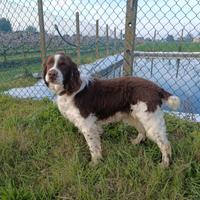 Springer spaniel