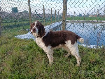 Springer spaniel