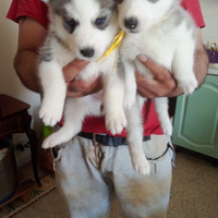 Cuccioli di huski femmina