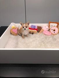 Chihuahua mini toy fulvo/bianco disponibile