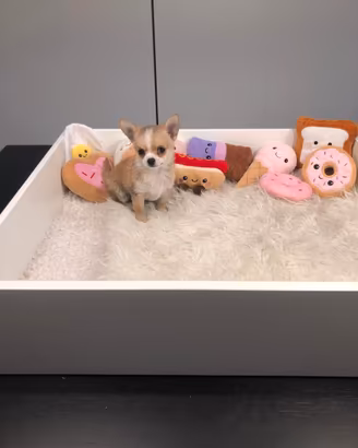 Chihuahua mini toy fulvo/bianco disponibile