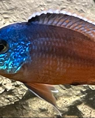 Avanotti protomelas namalje (pesci)