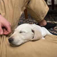 Cucciolo di Labrador