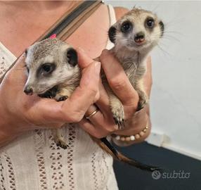 Suricata baby