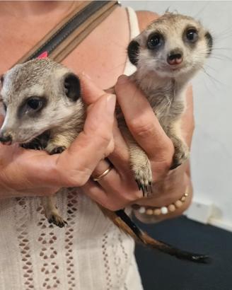 Suricata baby