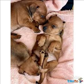 Pinscher