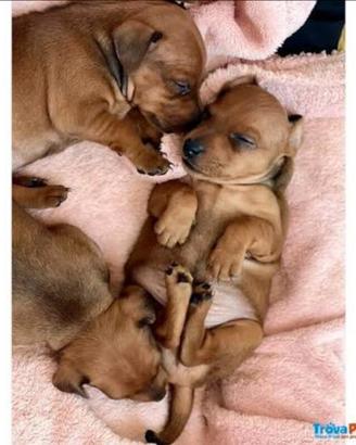 Pinscher