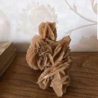 elegante rosa del deserto