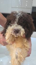 Gocciolo di femmina lagotto Romagnolo