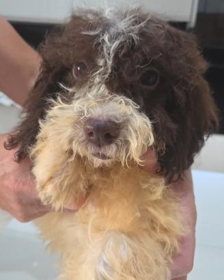 Gocciolo di femmina lagotto Romagnolo
