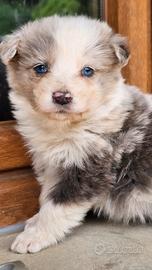 Cucciola blue merle occhi blu pedigree