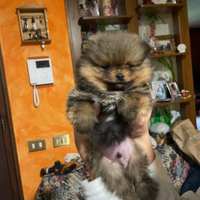 Cuccioli volpino Pomerania