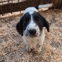 Cuccioli di cocker-springer