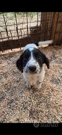Cuccioli di cocker-springer
