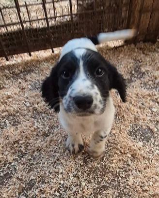 Cuccioli di cocker-springer