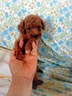 cuccioli-di-taglia-molto-piccola-anche-24-rate