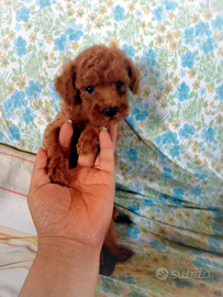 Cuccioli di taglia molto piccola ANCHE 24 RATE
