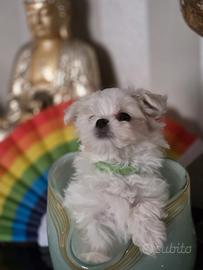 Cucciolo Maltese