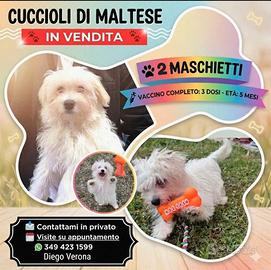 Maltesi