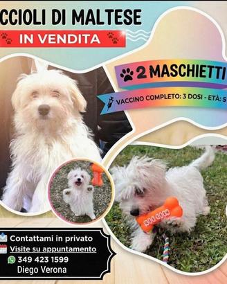 Maltesi