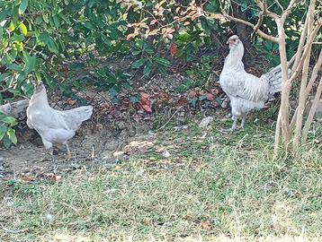 Coppia araucana inglese colore grigio perla
